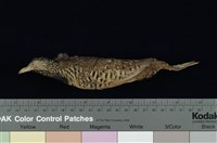 藏品(棕三趾鶉)的圖片